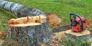 Best Tree and Shrub Care  in Randolph Af, TX