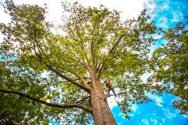 Best Pest Control for Lawns  in Randolph Af, TX