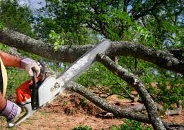 Best Tree Cabling and Bracing  in Randolph Af, TX