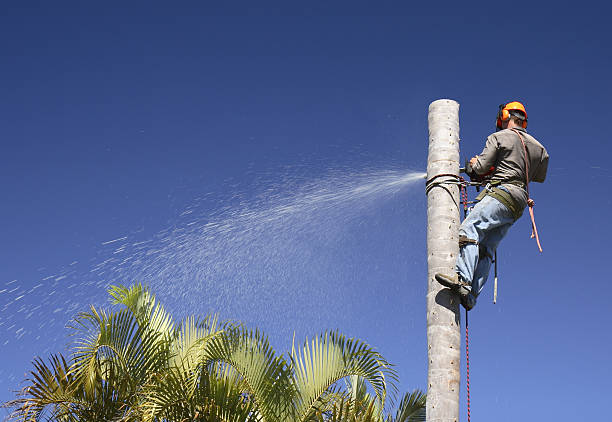 Professional Tree Care in Randolph Af, TX