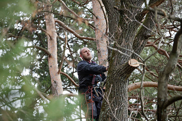 Best Emergency Tree Removal  in Randolph Af, TX